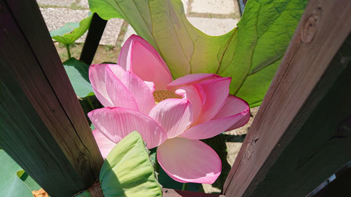 200190810hasu.jpg
