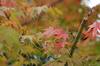 20161114momiji.jpg