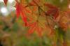 20161115momiji.jpg