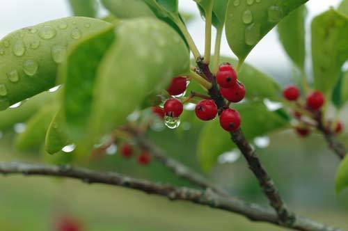 20161115seed.jpg