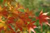 20161122momiji1.jpg