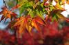 20161122momiji2.jpg