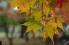 20161122momiji3.jpg
