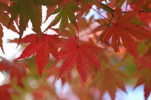 20161124momiji.jpg