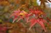 20161124momiji2.jpg