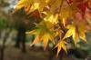 20161124momiji3.jpg
