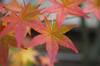 20161128momiji.jpg
