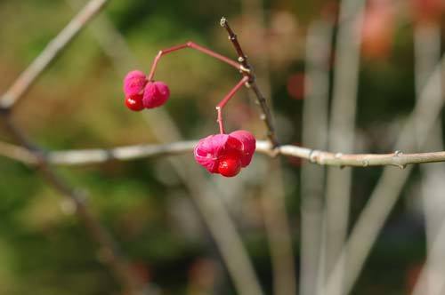 20161128seed.jpg