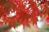 20161129momiji.jpg