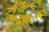 20161130momiji.jpg
