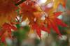 20161201momiji2.jpg