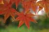20161201momiji3.jpg