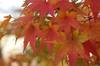 20161202momiji1.jpg