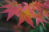 20161202momiji2.jpg