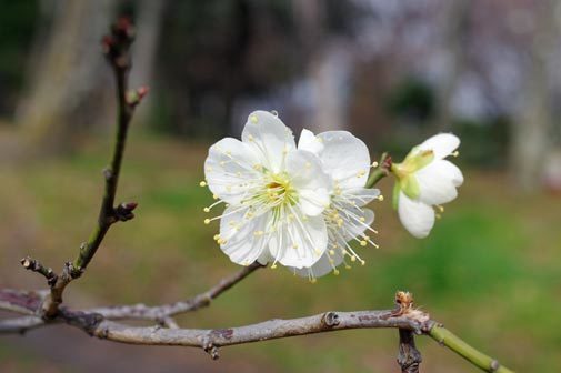 20170206hakubai.jpg