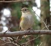 20170207bird1.jpg
