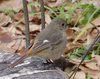 20170207bird2.jpg