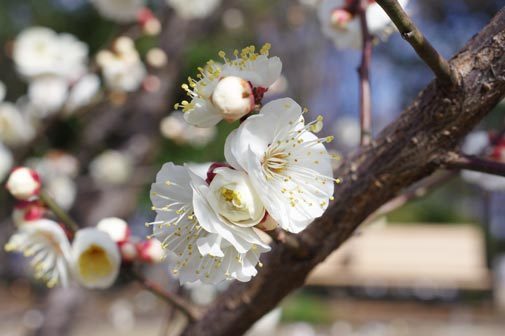 20170207hakubai.jpg