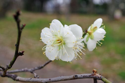 20170208hakubai.jpg