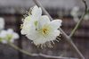 20170208hakubai2.jpg