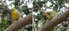 20170214bird1.jpg