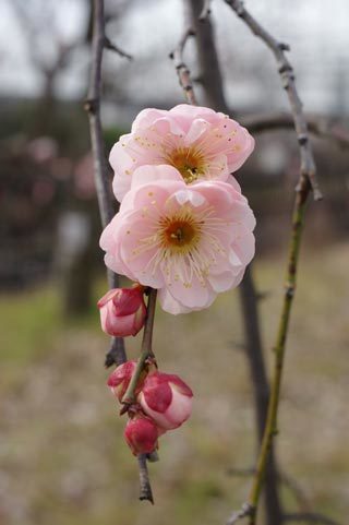 20170214sidareume.jpg