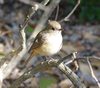 20170216bird2.jpg