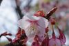 20170222kanzakura2.jpg