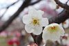 20170228hakubai.jpg