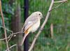 20170313bird.jpg