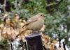 20170313bird2.jpg