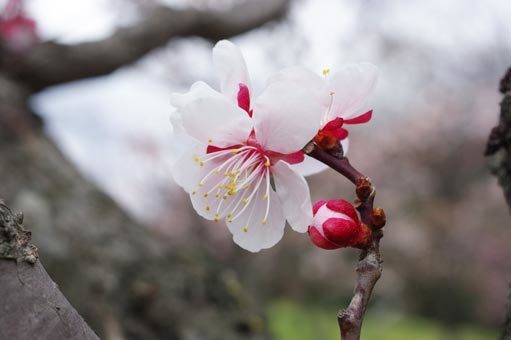 20170316ume.jpg