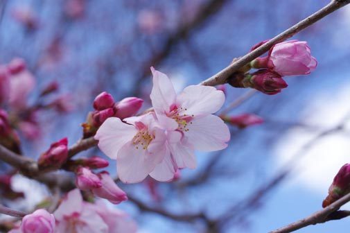 20170322kohiganzakura.jpg