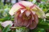 20170322xmasrose.jpg