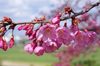 20170322yamazakura.jpg