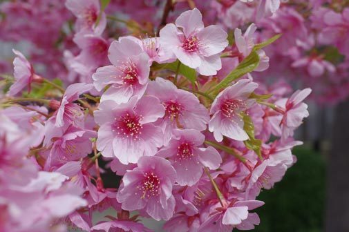 20170323kawaduzakura.jpg