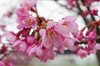 20170323yamazakura.jpg