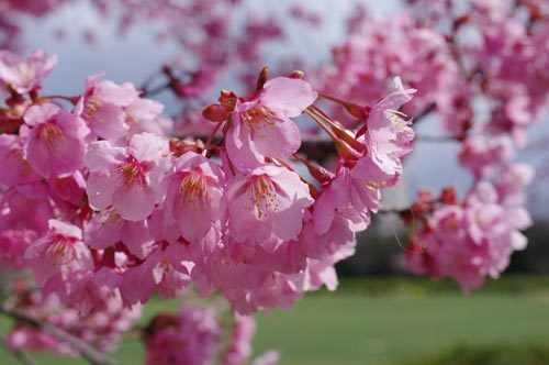 20170327oyamazakura.jpg