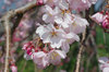 20170403sidarezakura.jpg