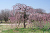 20170403sidarezakura2.jpg