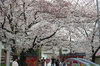 20170406someiyosino_rokuson.jpg