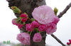 20170410itokukuri.jpg