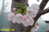 20170410sakura_aquarium.jpg