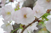 20170410sanosakura2.jpg