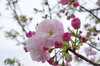 20170410shogetu.jpg