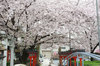 20170410someiyosino_rokuson.jpg