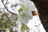 20170410taihaku.jpg