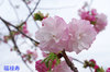 20170417huurokuju.jpg