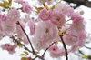 20170417itiyo.jpg