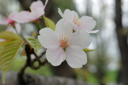 20170417sakura.jpg